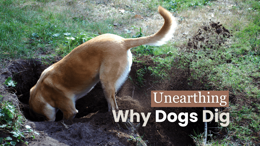Why Do Dogs Dig? Uncovering the Reasons and Solutions Why Do Dogs Dig? Uncovering the Reasons and Solutions